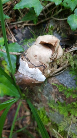 Fomes fomentarius