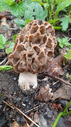 Morchella vulgaris