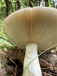 Russula medullata