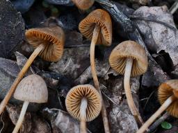 Conocybe anthracophila var. anthracophila