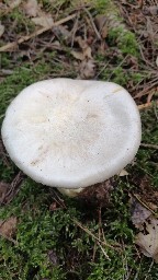 Entoloma sinuatum