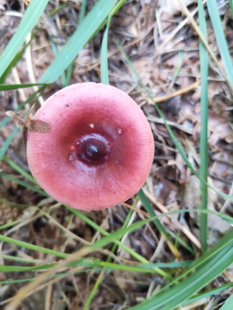 Russula caerulea