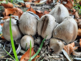 Coprinopsis atramentaria