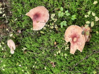 Tricholomopsis rutilans