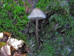 Mycena inclinata