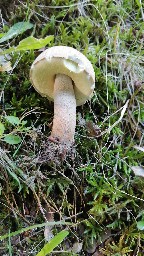 Boletus reticulatus