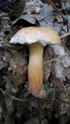 Suillus bovinus