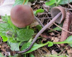 Panaeolus rickenii