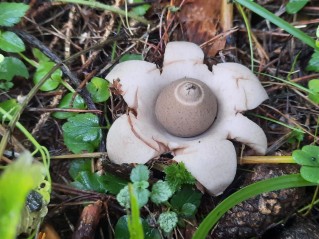 Geastrum triplex