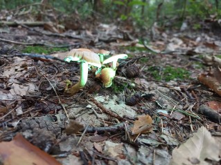 Hypholoma lateritium