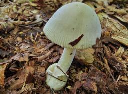 Amanita huijsmanii