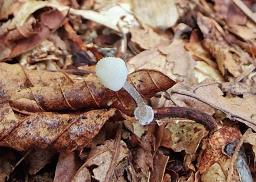 Mycena stylobates