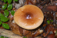 Amanita fulva