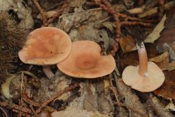 Lactarius subdulcis