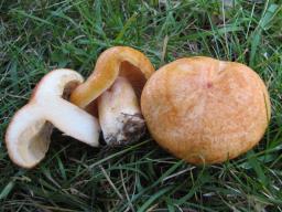 Lactarius porniniae