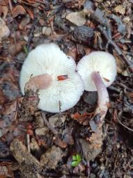 Calocybe ionides