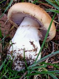 Cortinarius varius