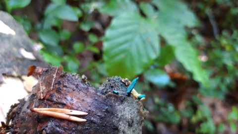 Chlorociboria aeruginascens