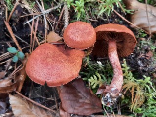 Cortinarius bolaris