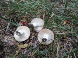 Russula decipiens