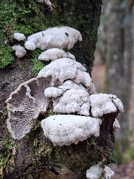 Schizophyllum commune