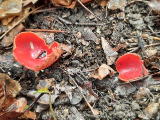 Sarcoscypha austriaca