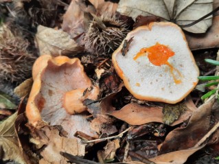 Hypomyces lateritius