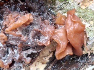 Phaeotremella frondosa