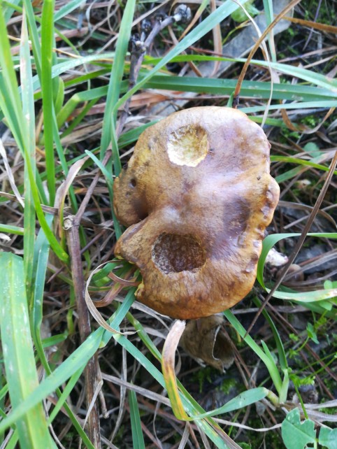 Suillus collinitus