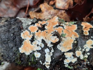 Steccherinum ochraceum