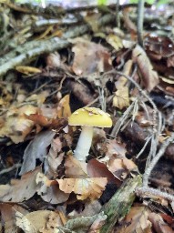 Amanita gemmata