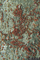 Neonectria coccinea