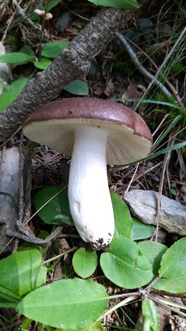 Russula integra