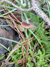 Auriscalpium vulgare