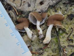 Helvella albella