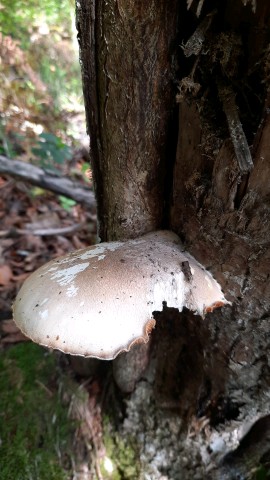 Pleurotus dryinus