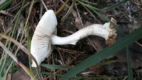 Amanita citrina