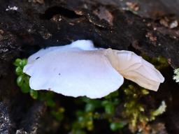 Crepidotus applanatus