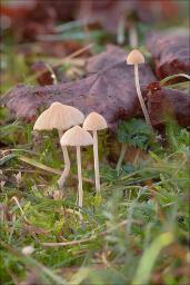 Galerina graminea