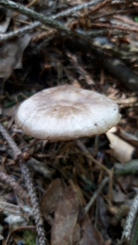 Pluteus cervinus