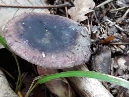 Russula amoena