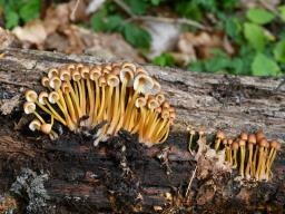 Mycena renati