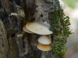 Crepidotus macedonicus