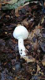 Agaricus sylvicola