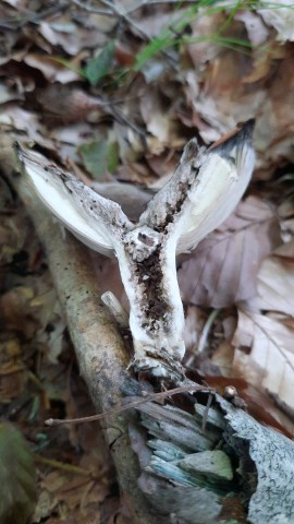 Russula adusta