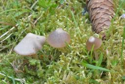 Entoloma vernum