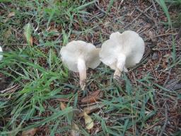 Clitocybe augeana