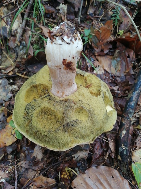 Boletus edulis