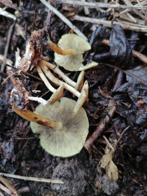 Hypholoma fasciculare