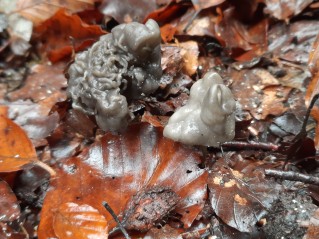 Helvella lacunosa